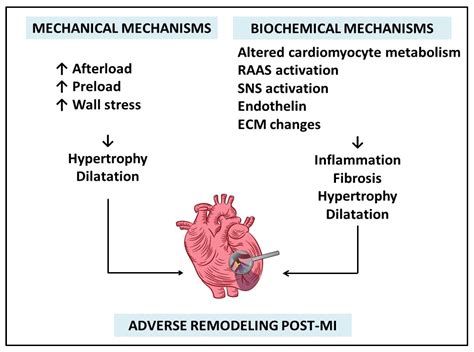 lv home remodeling|ventricular remodeling after myocardial infarction.